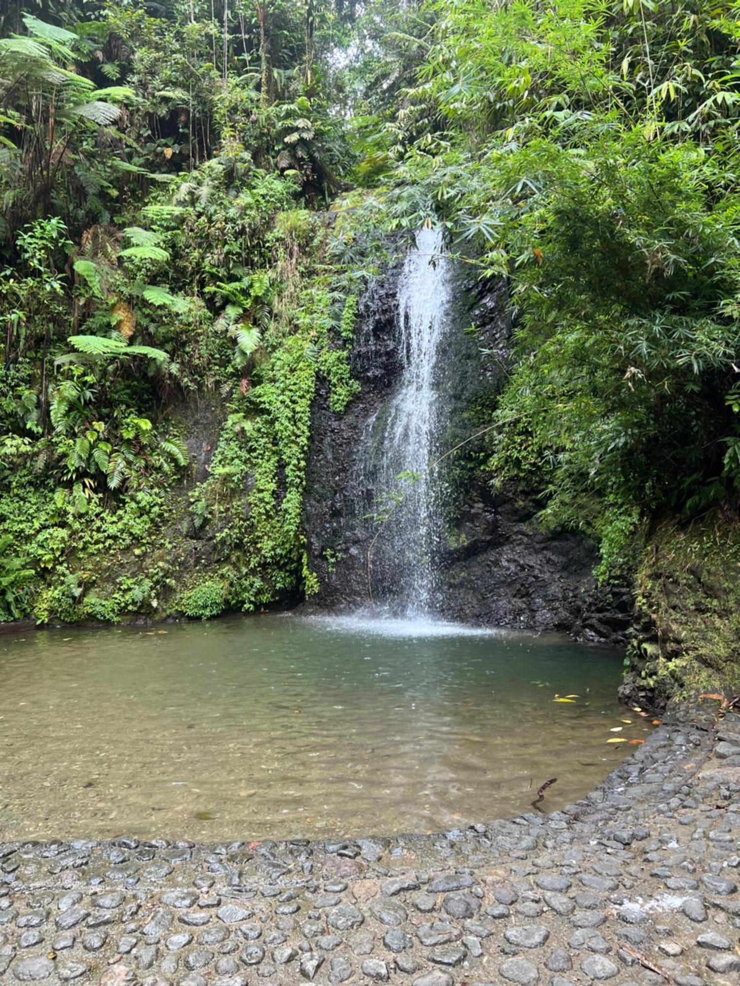 Le Ketmie Nature Et Decouverte Fond-Saint-Denis Exteriér fotografie